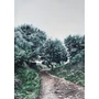 Spanish Route olajfestmény vásznon 50x70 cm